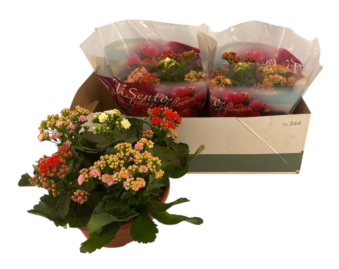 <h4>KAL GE GEM 3 KL</h4>