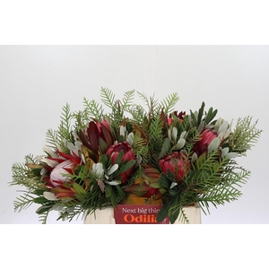 BQ Protea Dotti Portugal