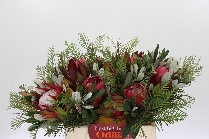 <h4>BQ Protea Dotti Portugal</h4>