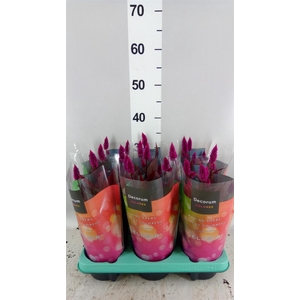 Celosia spic. 'Mystic Shades'