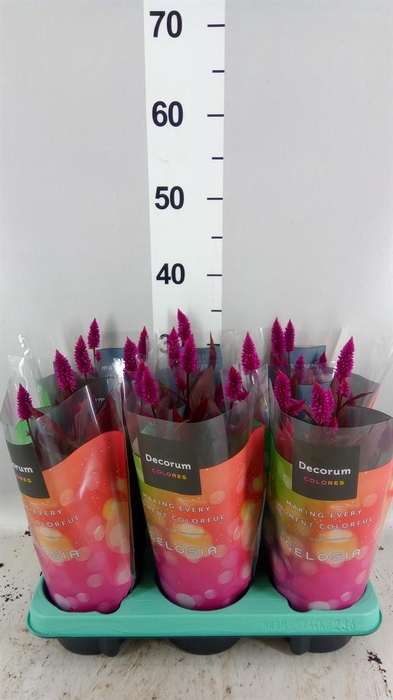 <h4>Celosia spic. 'Mystic Shades'</h4>
