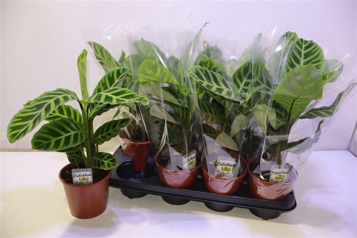 <h4>arr8 Calat Zebrina</h4>