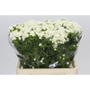 Dianthus Br Doblino White