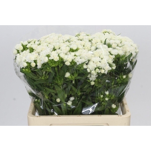 Dianthus Br Doblino White