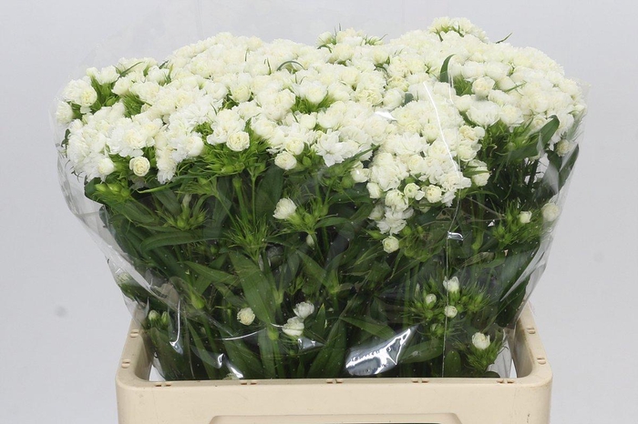 <h4>Dianthus Br Doblino White</h4>