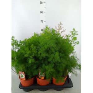 Asparagus umbellatus