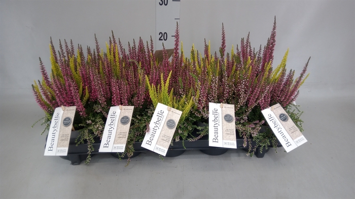 <h4>Calluna vulg. 'BeautyS Beautybelle'</h4>