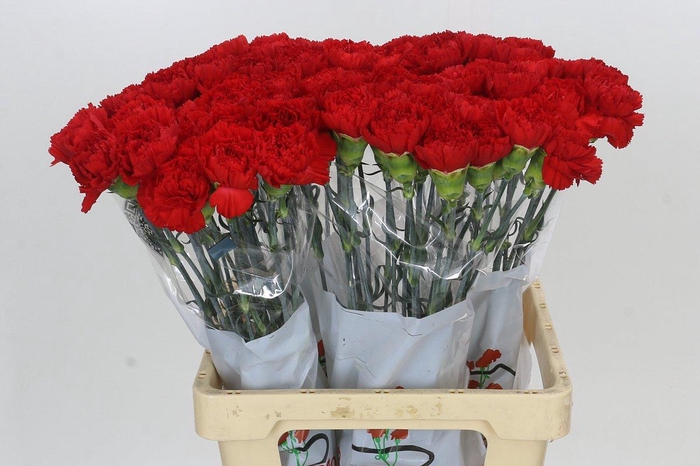 <h4>Dianthus St Gennaro</h4>