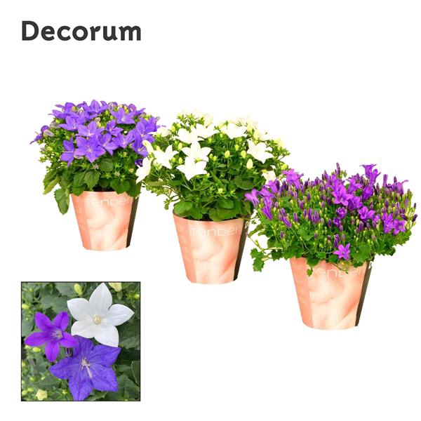<h4>Campanula Mix Tender</h4>