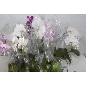 PHALAENOPSIS CASCATA P15 MIN 5 FLS