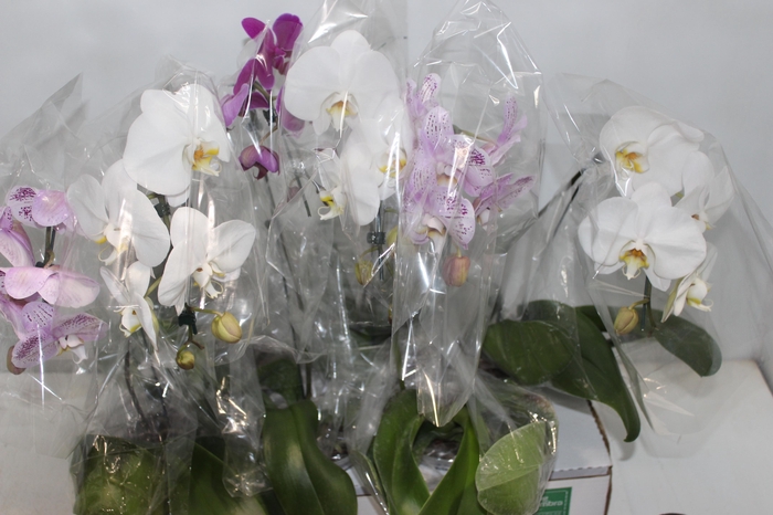 <h4>PHALAENOPSIS CASCATA P15 MIN 5 FLS</h4>