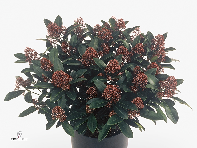 Skimmia jap. 'Rubella'