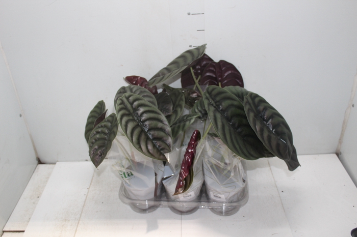 <h4>ALOCASIA CUPREA P12</h4>