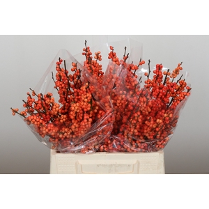Ilex Winter Gold