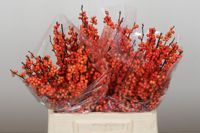 <h4>Ilex Winter Gold</h4>