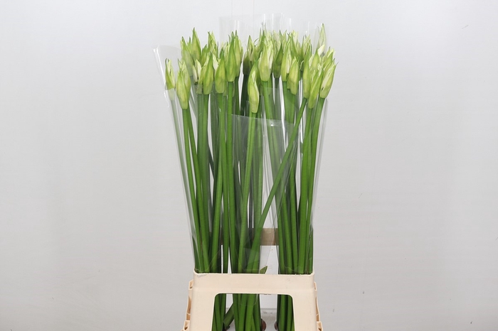 Nerine Adele