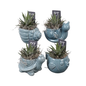 PTSD8030 Arrangement Summer Deal in keramiek pot