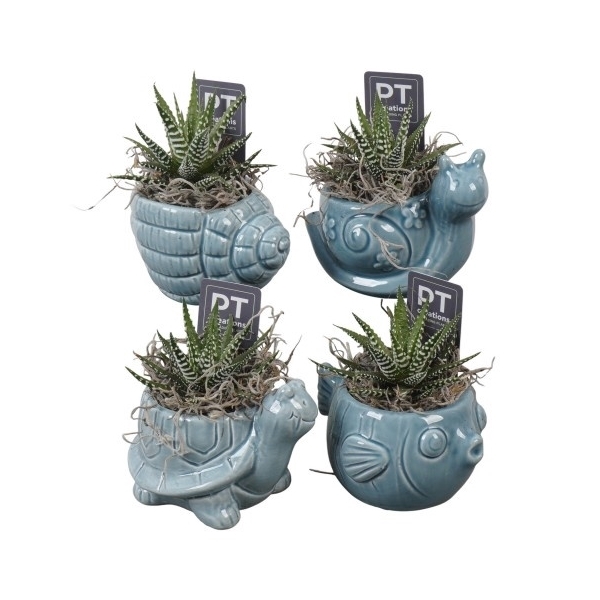 <h4>PTSD8030 Arrangement Summer Deal in keramiek pot</h4>