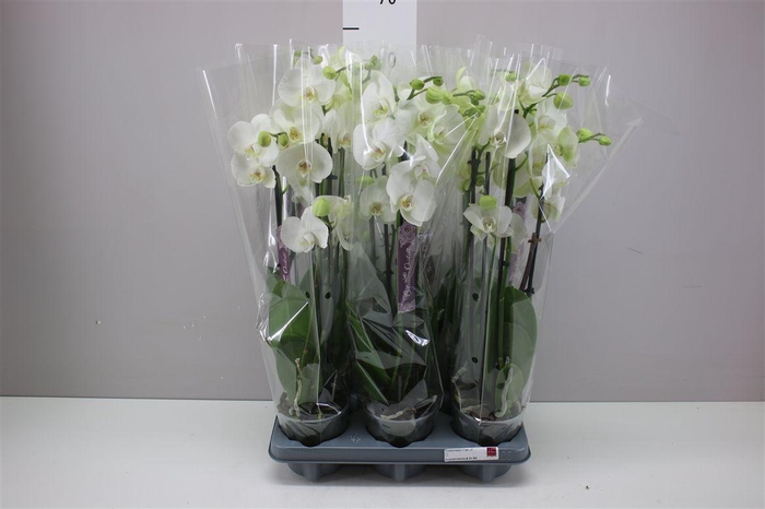 <h4>Phal Wit 4 Tak</h4>