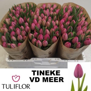 TU EN TINEKE VD MEER