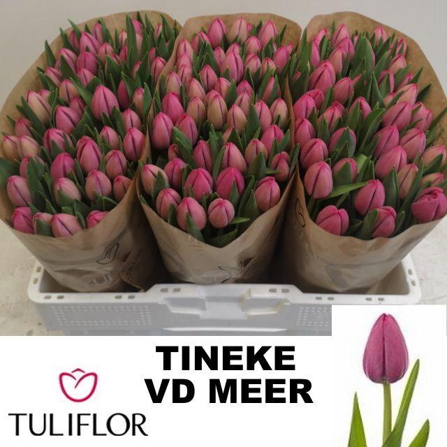 <h4>TU EN TINEKE VD MEER</h4>
