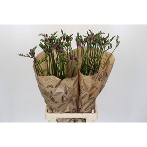 Freesia One Pink XXL