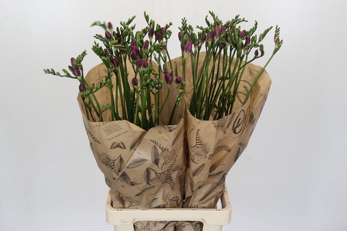 <h4>Freesia One Pink XXL</h4>