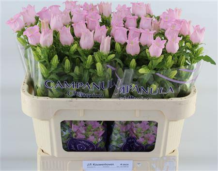 <h4>Campanula M Pearl Pink</h4>