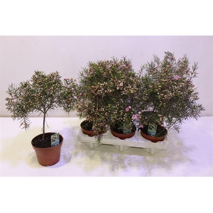 Chamel U Ov Pink Purple