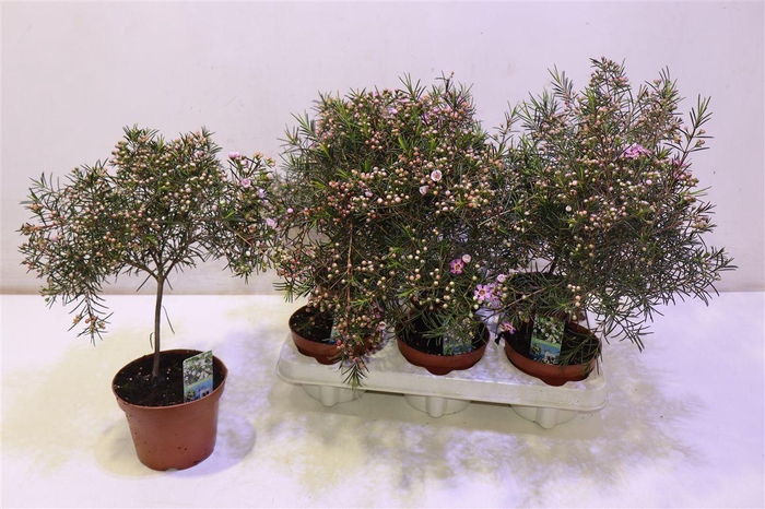 <h4>arr8 Chamel U Ov Pink Purple</h4>