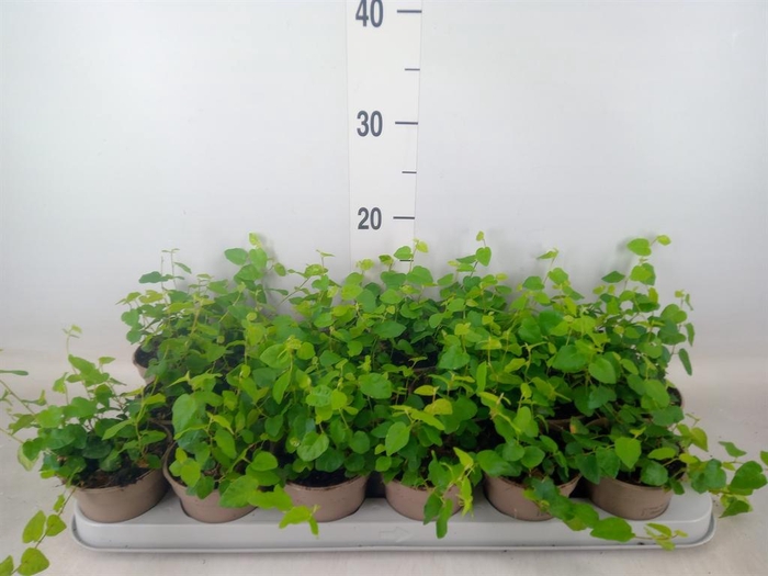 <h4>Ficus pumila 'Sunny Green'</h4>