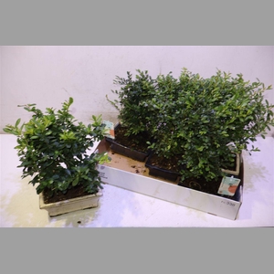 Bonsai Gem