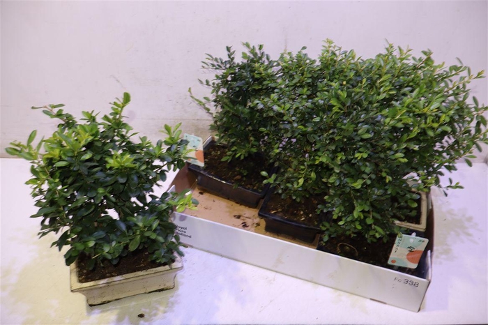 <h4>Bonsai Gem</h4>