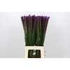 Liatris Callilepis