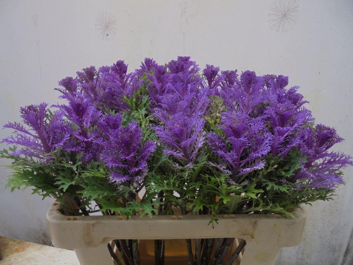 <h4>BRASS CRANE QUEEN</h4>