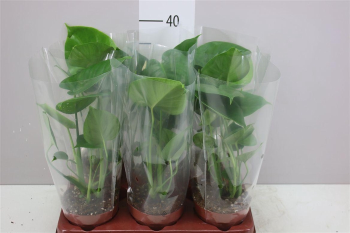 <h4>Monstera Deliciosa</h4>