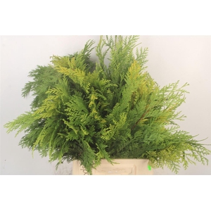 Chama La Stewarti Bs