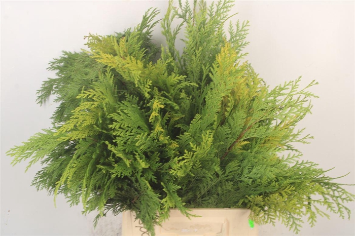 <h4>Chama La Stewarti Bs</h4>