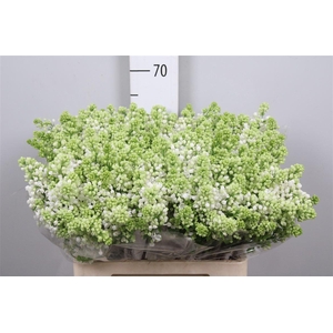 Syr V Mme Fl Stepman 2+