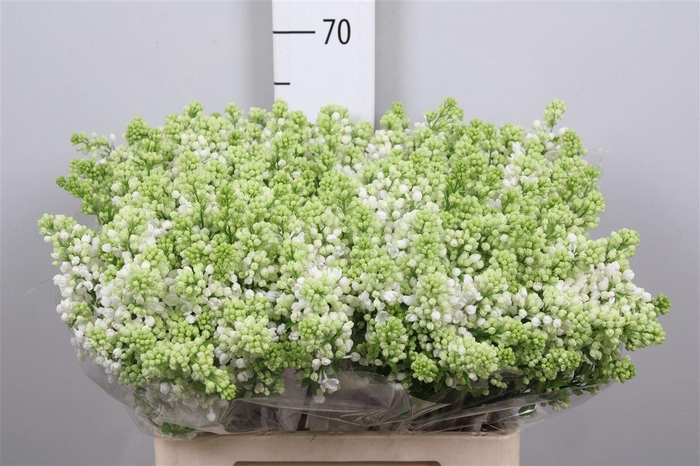 <h4>Syr V Mme Fl Stepman 4+</h4>