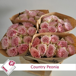 R Gr Country Peonia