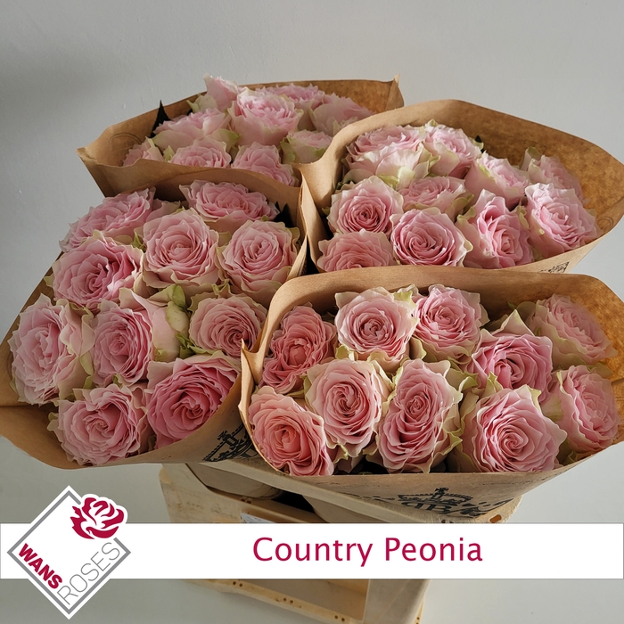 R GR COUNTRY PEONIA
