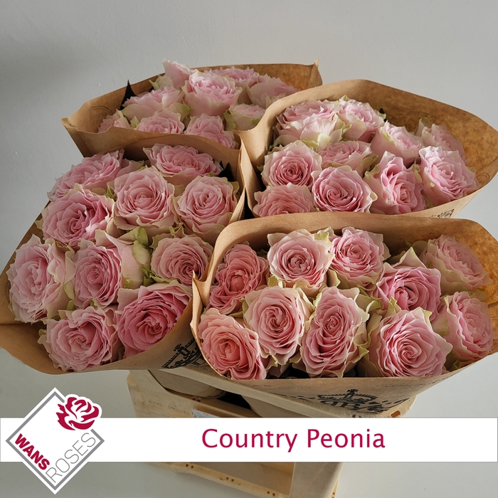 <h4>R GR COUNTRY PEONIA</h4>