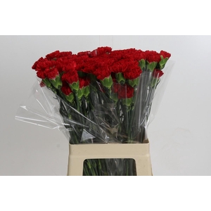 Dianthus St Hong Fu