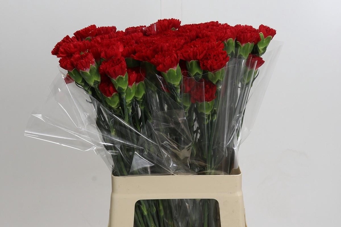 <h4>Dianthus St Hong Fu</h4>
