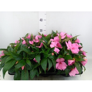 Impatiens NG 'ColPow Deep Pink'