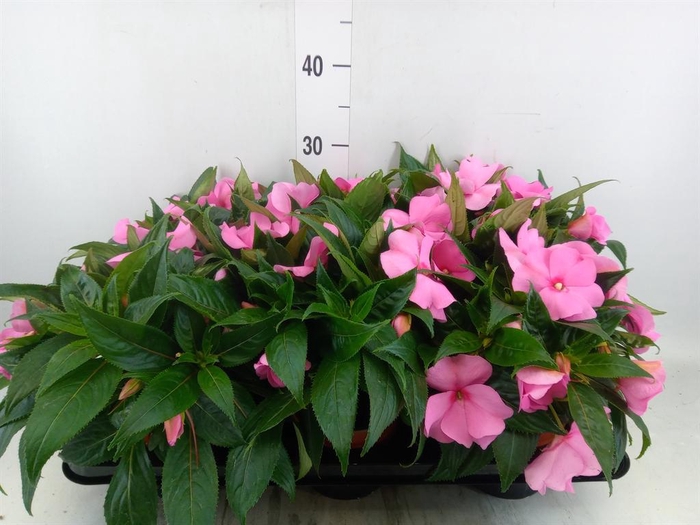<h4>Impatiens NG 'ColPow Deep Pink'</h4>