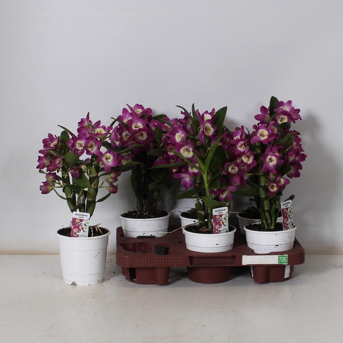 <h4>DEND NOBILE</h4>