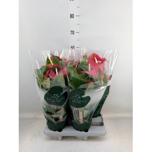 Anthurium andr. 'Nevada'