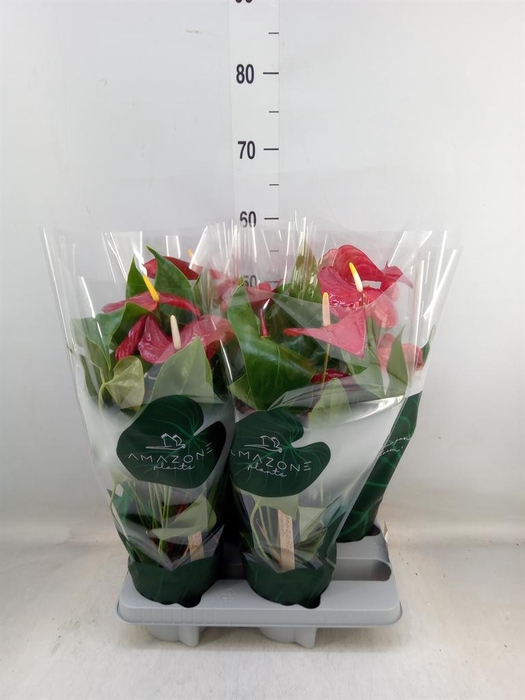 <h4>Anthurium andr. 'Nevada'</h4>